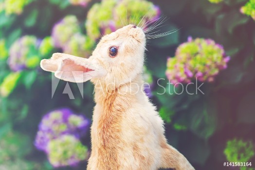 Picture of Rabbit in front of a hydrangea bush